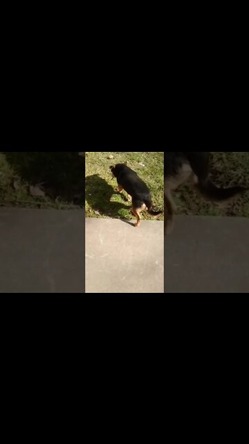 🆓🐕🇷🇺🚀🎶🎻👨🏻‍🚀🎮