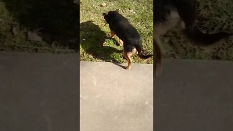🆓🐕🇷🇺🚀🎶🎻👨🏻‍🚀🎮