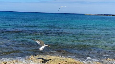 bird landing in slow motion