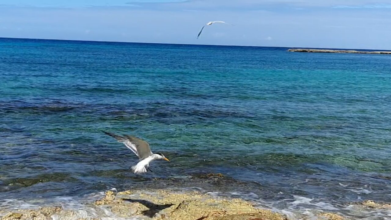 bird landing in slow motion