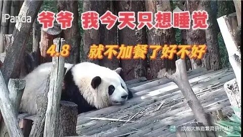花花：爷爷我太困了，上午不加餐了行不行？爷爷：不行！你会饿的 #ipanda #大熊猫 #花花 #小柒V5 #huahua #霸王花 #花花的日常