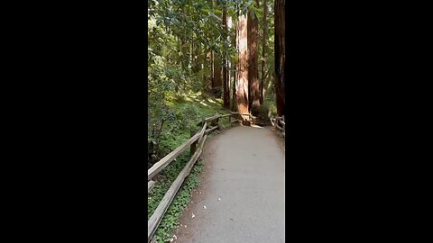 Redwood forest