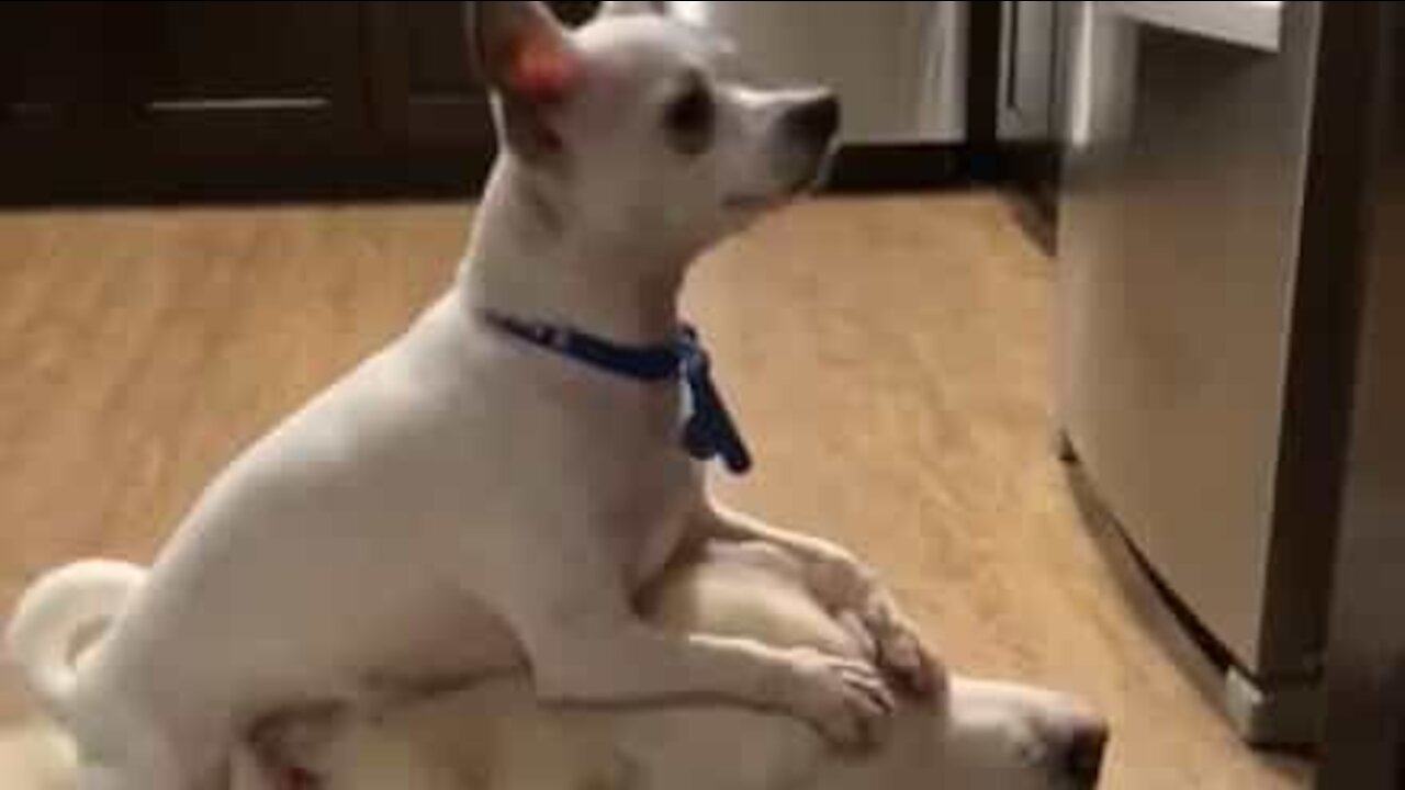 Chihuahua has no idea how annoying it is!