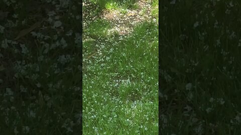 petals #shorts