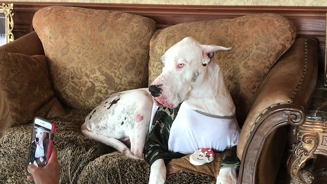 Funny Great Dane Video Selfie aka Pirate Cookie Cam