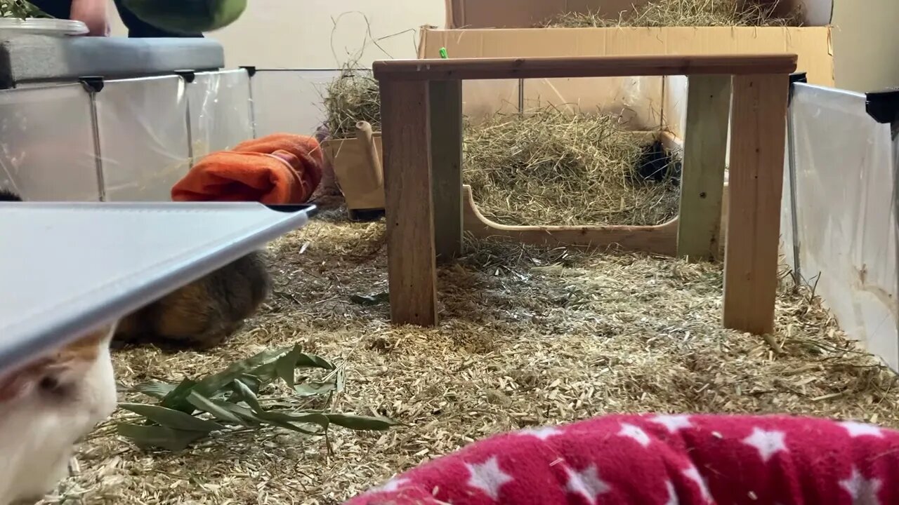 Guinea pig investigation part 2