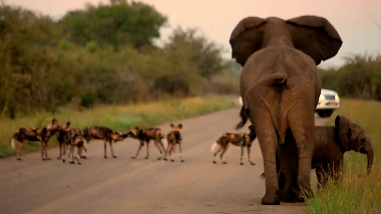 Mother elephant protects baby from dangerous African wild dog