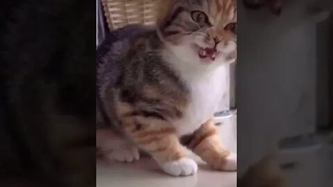 PLAYING CAT VIDEO MEAWWW