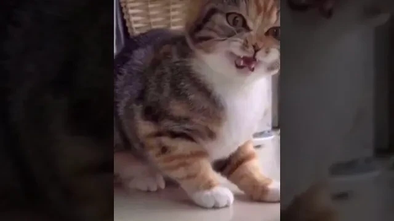 PLAYING CAT VIDEO MEAWWW