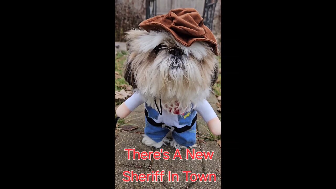 There's A New Sheriff In Town And Her Name Is Rosie (Featuring Rosie The Shihtzu)
