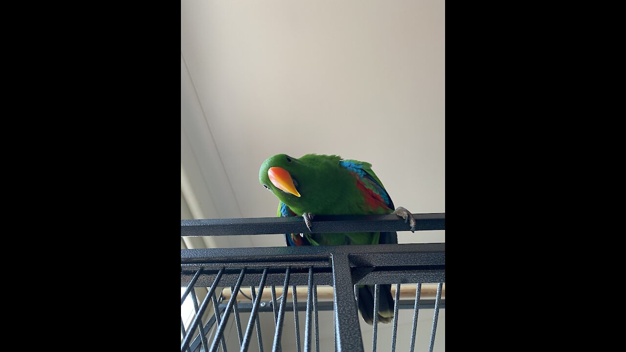 Rico loves kisses