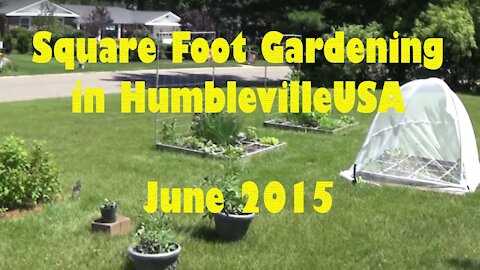 SFG Square Foot Garden 2015 06 - Animal invasion, eating greens, training peas