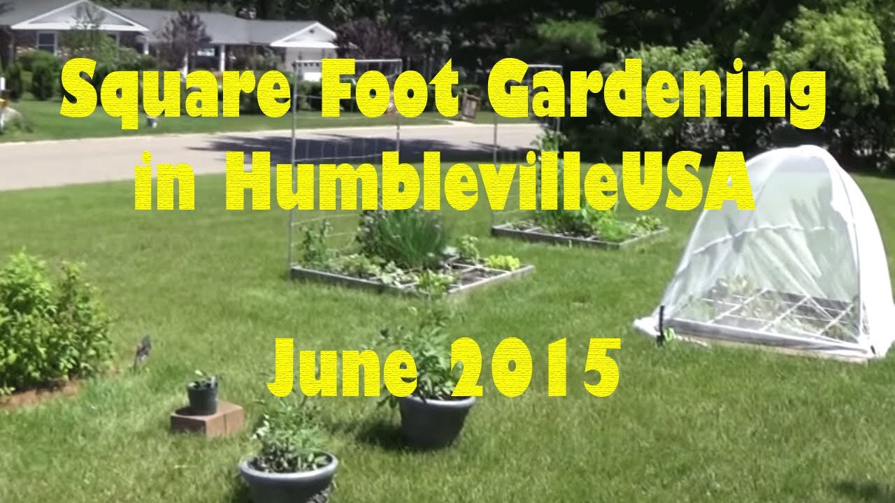 SFG Square Foot Garden 2015 06 - Animal invasion, eating greens, training peas