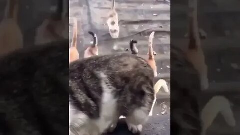 PLAYING CAT VIDEO MEAWWW