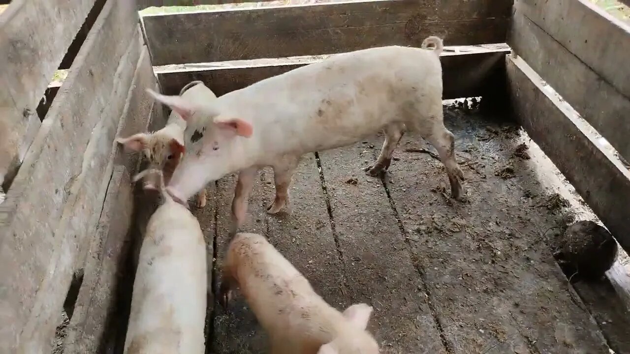 The Pigs are Growing...