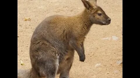 𝑪𝒖𝒕𝒆𝒏𝒆𝒔𝒔