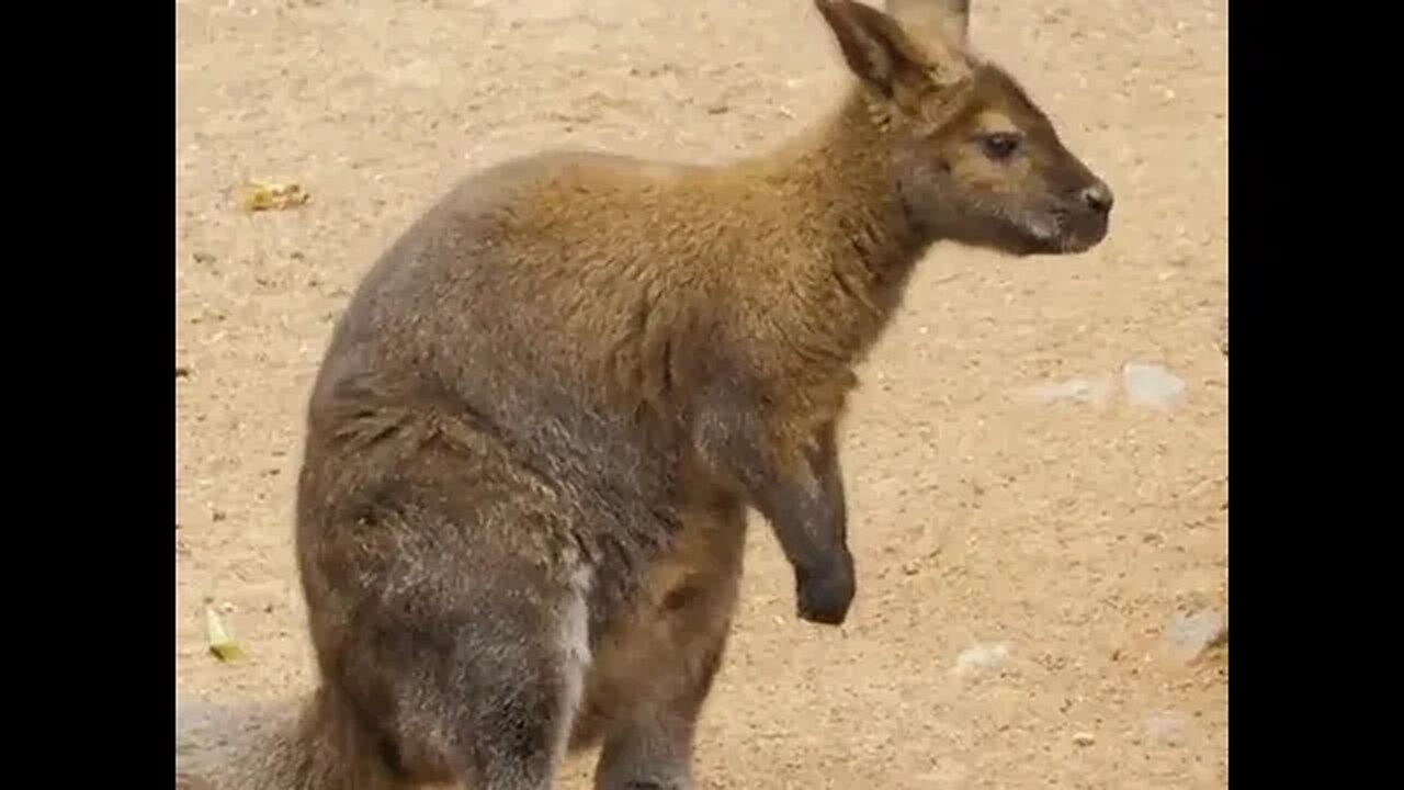 𝑪𝒖𝒕𝒆𝒏𝒆𝒔𝒔