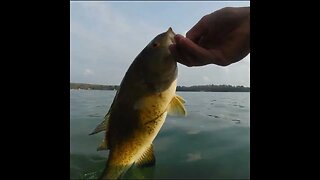 Smallmouth Bass