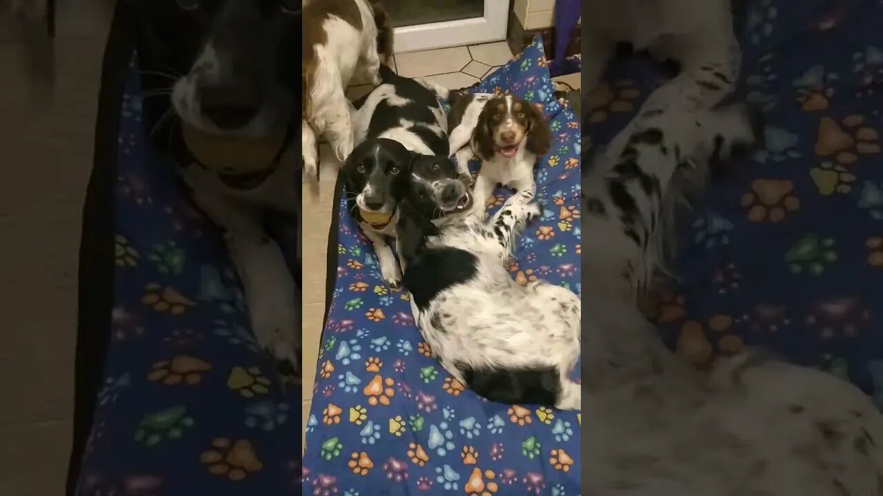 MANY English Springer Spaniels 😍