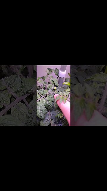 AeroGarden 60 days and flowers