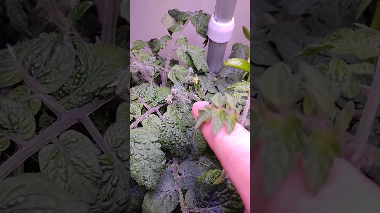 AeroGarden 60 days and flowers