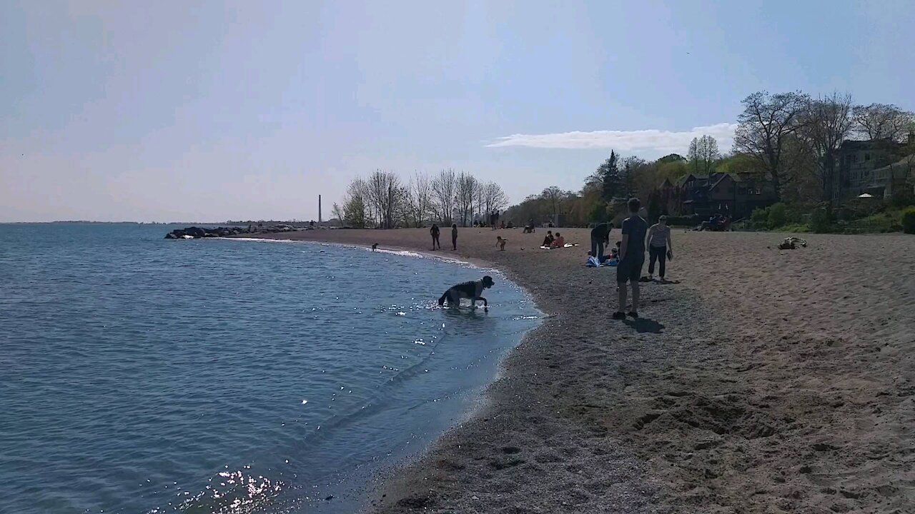 Toronto Lakeshore Dog