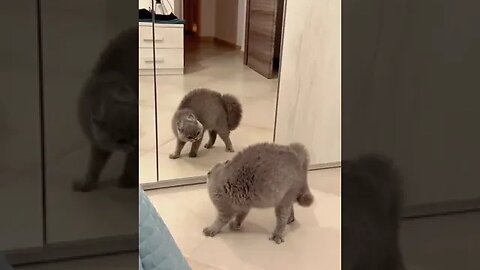 cat fight funny afraid glass mirror 😂#cat #funnycat #cutecat #fyp #funny #funnyvideos #follower