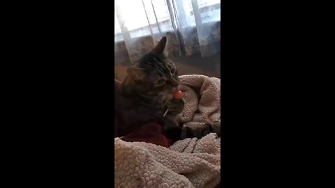 Cats love, lollipop