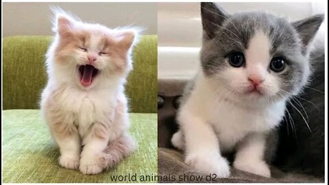 Baby Cats - Cute and Funny Cat Videos Compilation #1 | world animals show d2