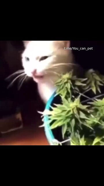 Cat could be called ‘Shaggy’ - wasn’t me, honest - eats parents pot plant