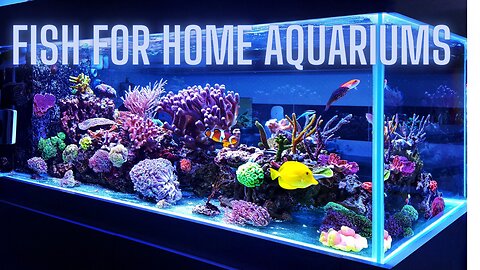 The Most Beautiful Fish for Home Aquariums