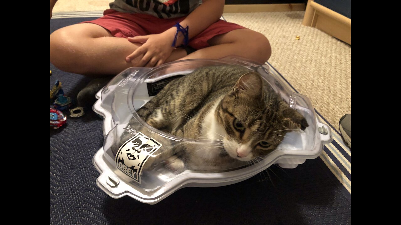 Cat will not get out of Beyblade stadium￼