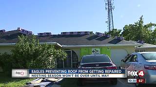 Eagles prevent roof from getting fixed