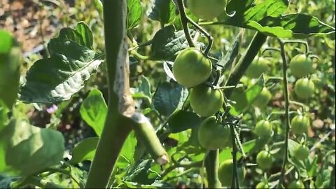 How to Prune Tomatoes