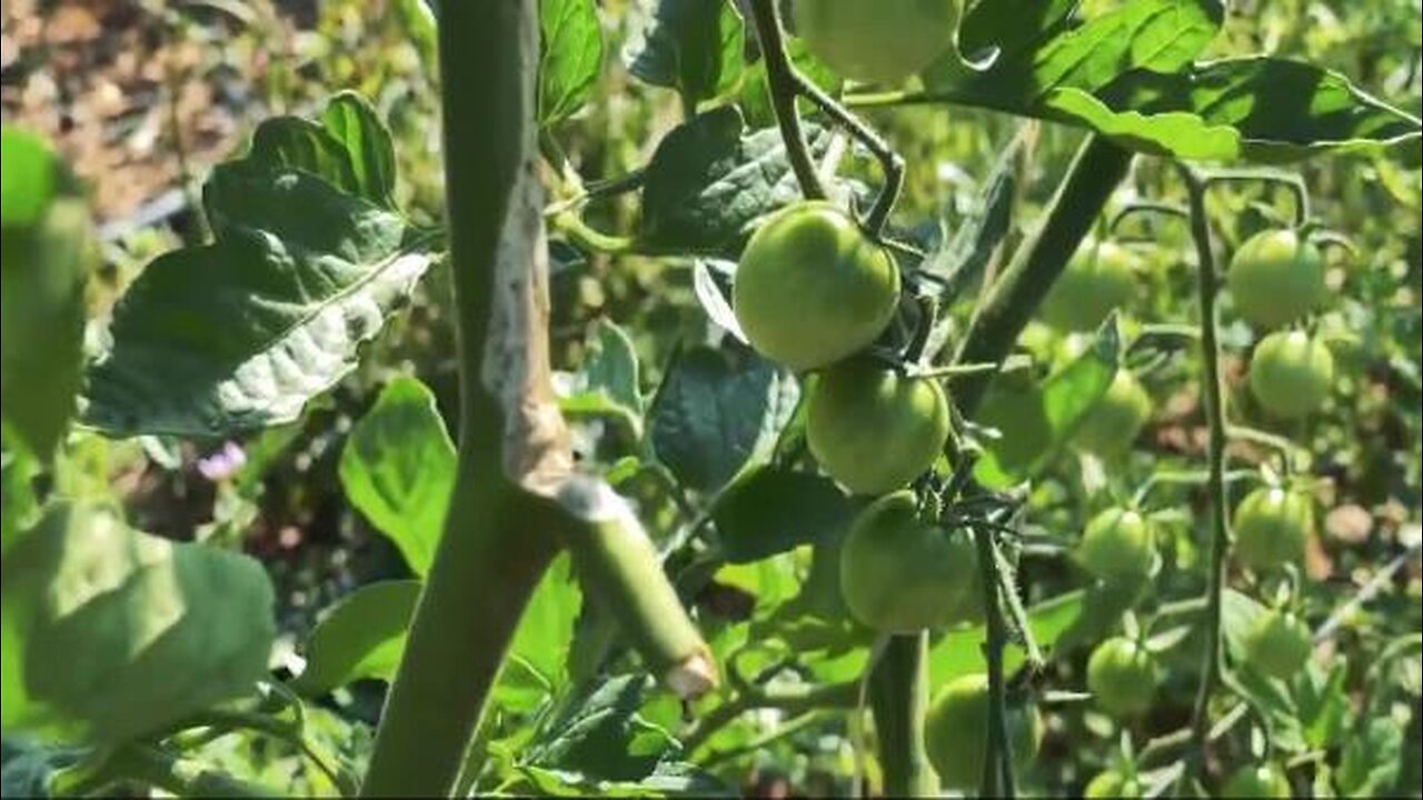 How to Prune Tomatoes