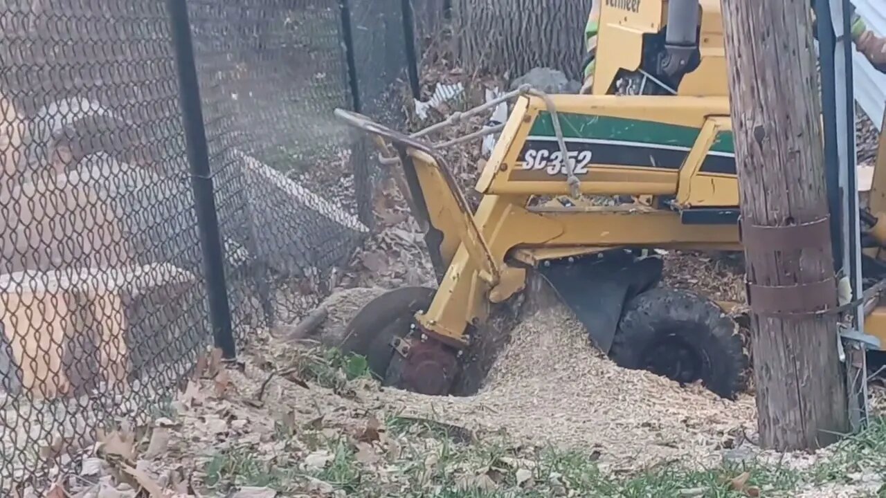 darden's tree company 617-325-3955