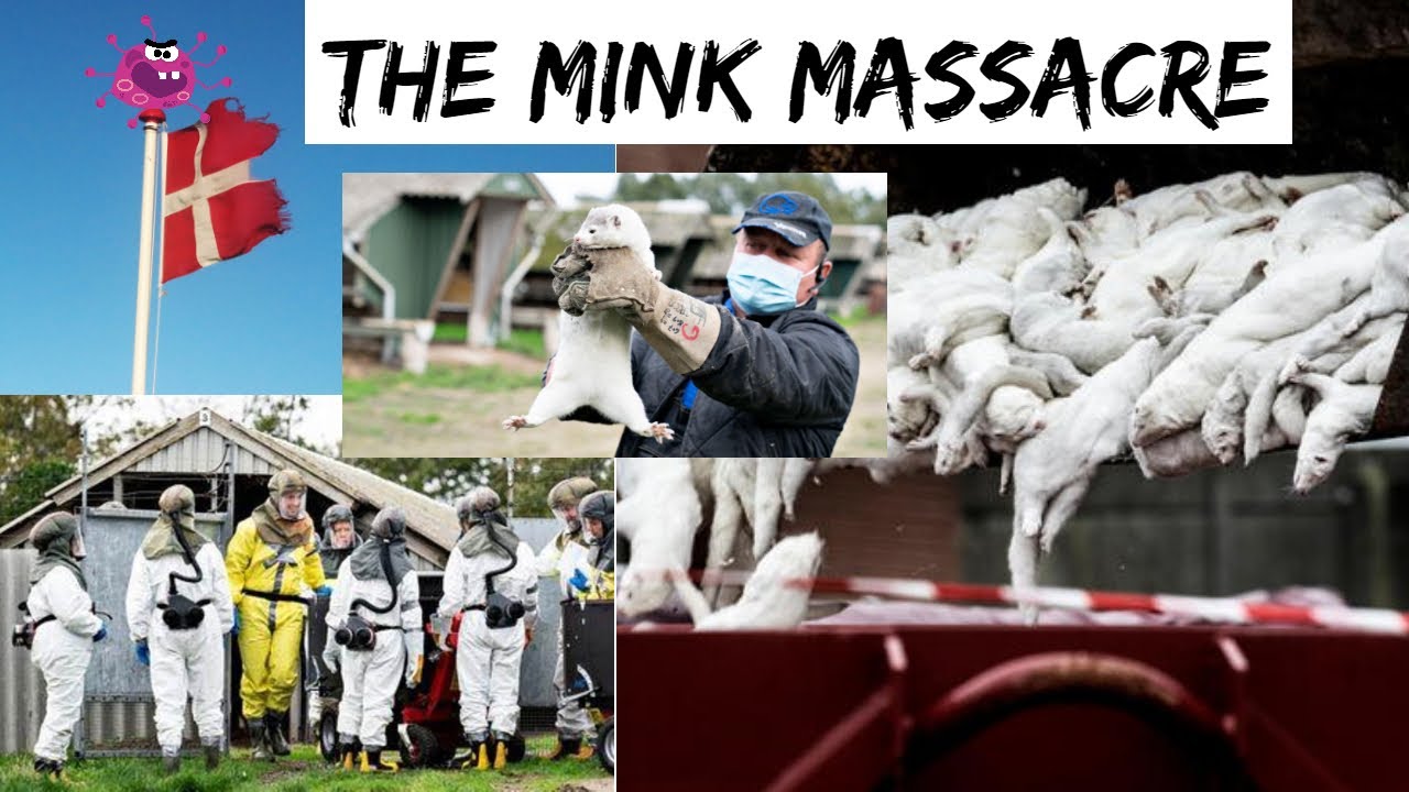 The Mink Massacre