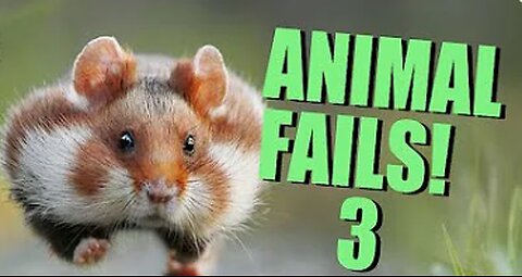 ANIMAL FAILS!