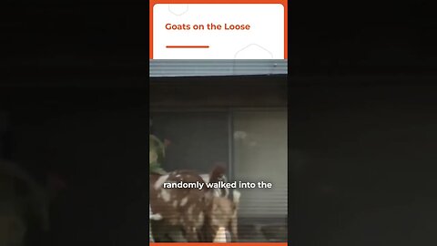 Goats on The Loose