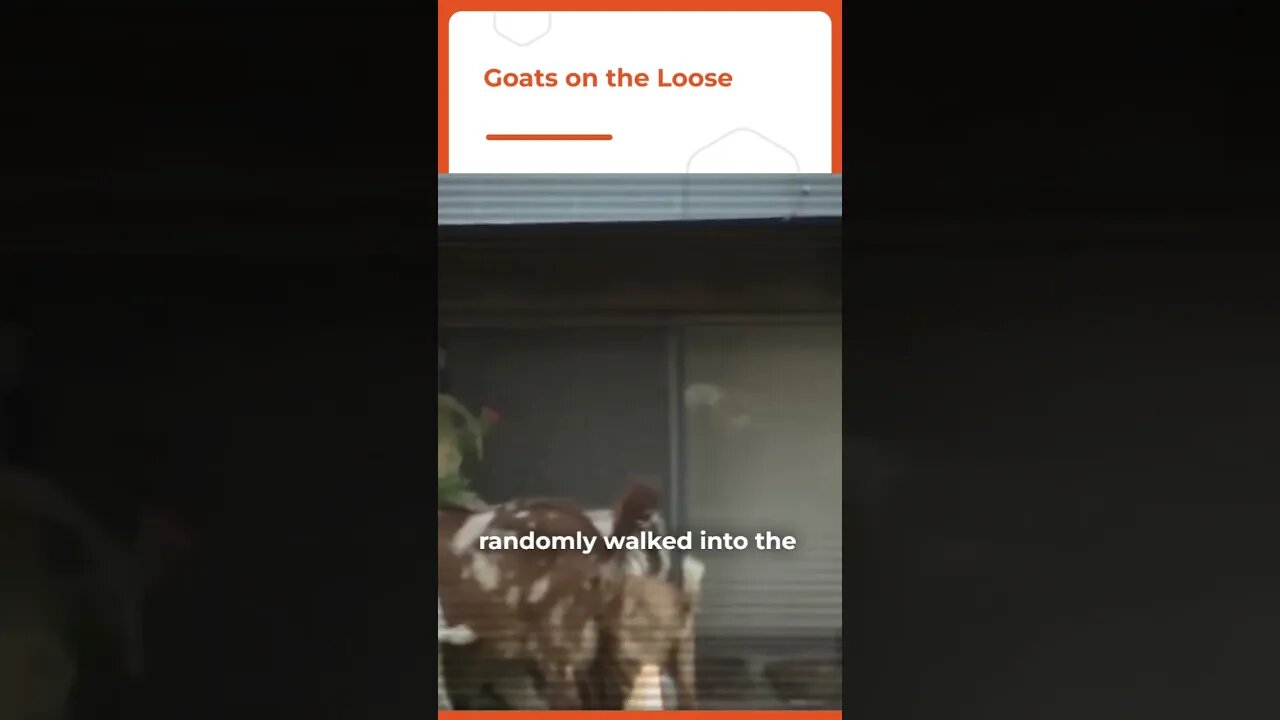 Goats on The Loose