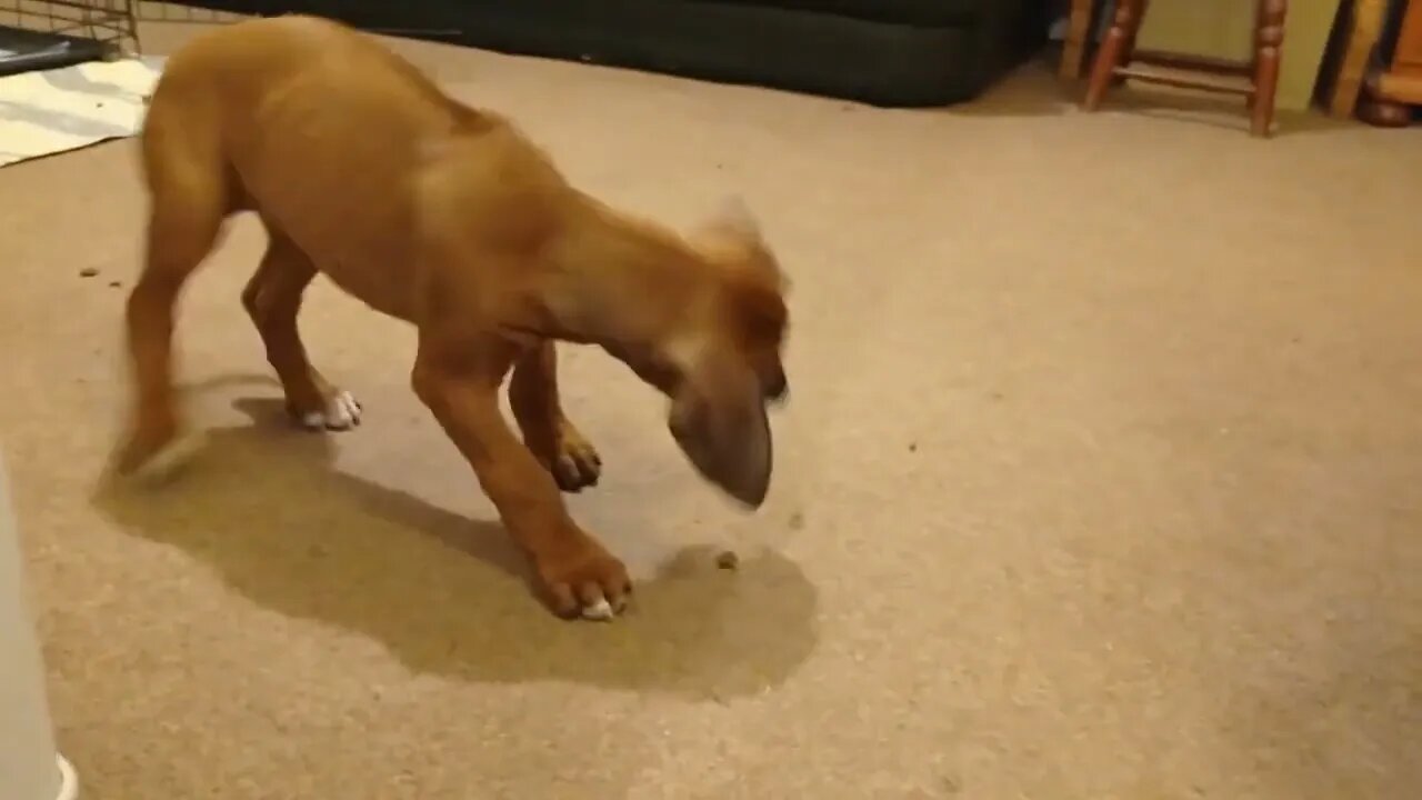 Gorgeous Ridgeback Puppy Clumsily Hunts Kibble