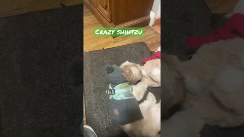 😜🐶