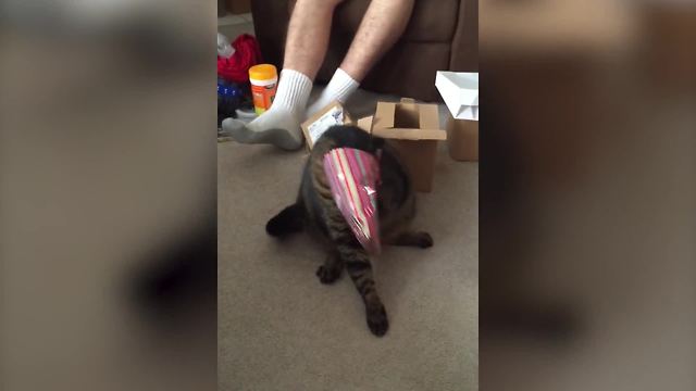 "A Black Cat Gets His Head Stuck In A Gift Bag On Christmas"