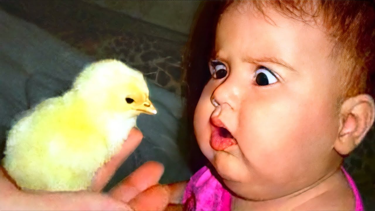 Best funny moments: The first time Baby meets ANIMALS