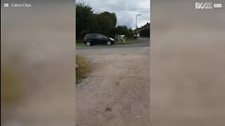 Une vache s'échappe pour se promener dans le village