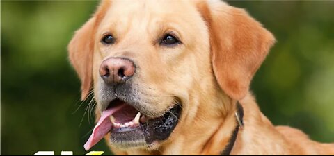 Labrador Dogs 4k Video WorldNatureHD_1080p