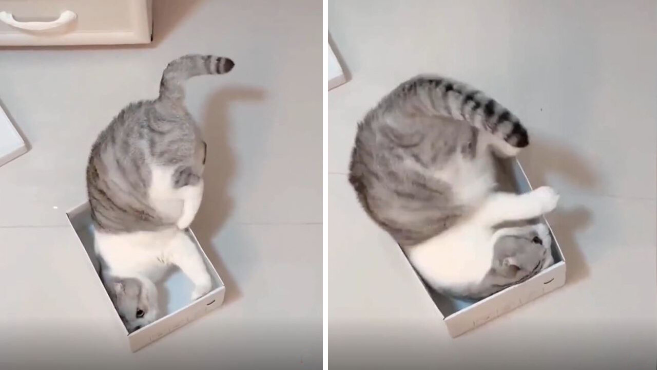 The cat wants to go in when he sees the box