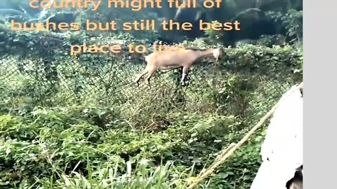 flying goat look at this