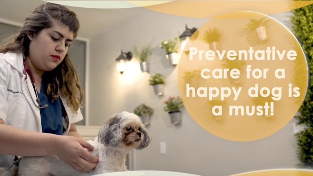 Preventative care for a happy dog is a must!