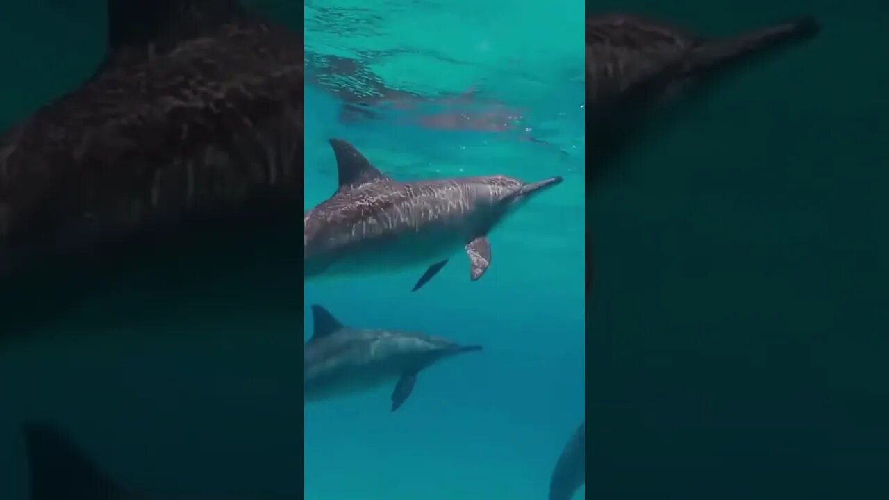 Meditation With Fish #shorts #meditation #relaxing #calm #music #soothing #relax #fishing #shark